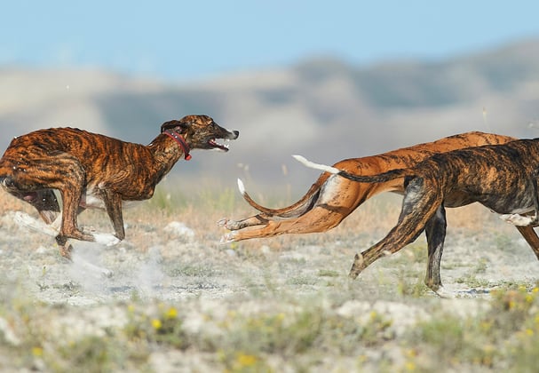 Greyhounds chasing one another.