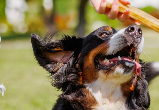 A BMD jumping up for a treat.