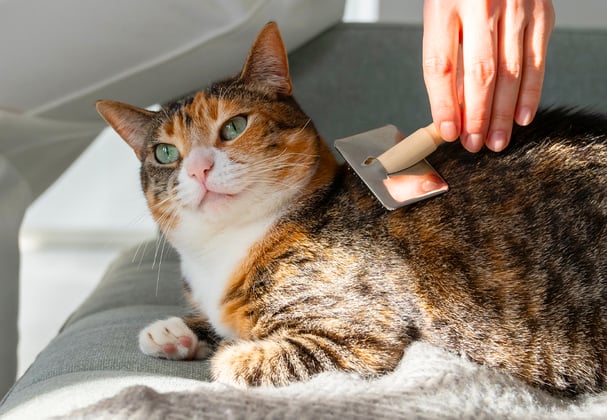 A tabby cat being brushed.