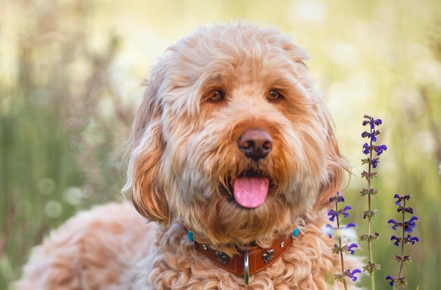 A goldendoodle surrounded by flowers in a field.