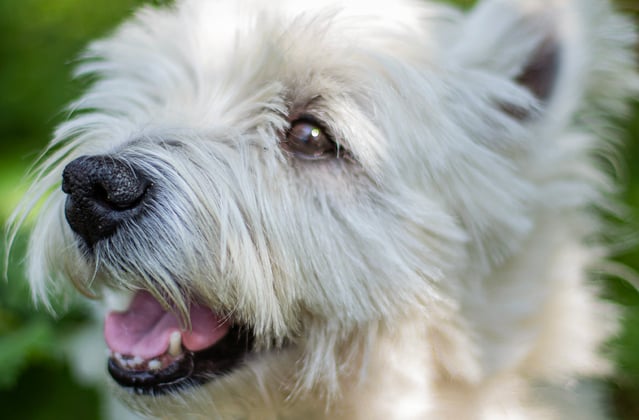 Westie smiling in a forest