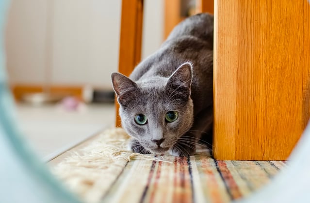 A russian blue looking through a play tunnel.