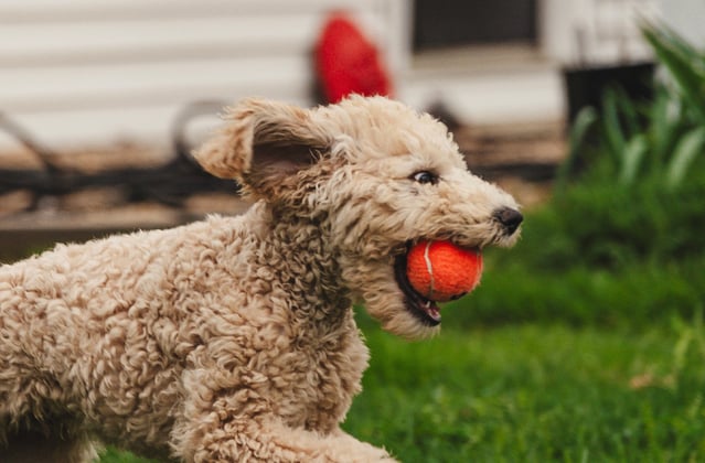 A goldendoodle running across the grass with a red ball in its mouth.
