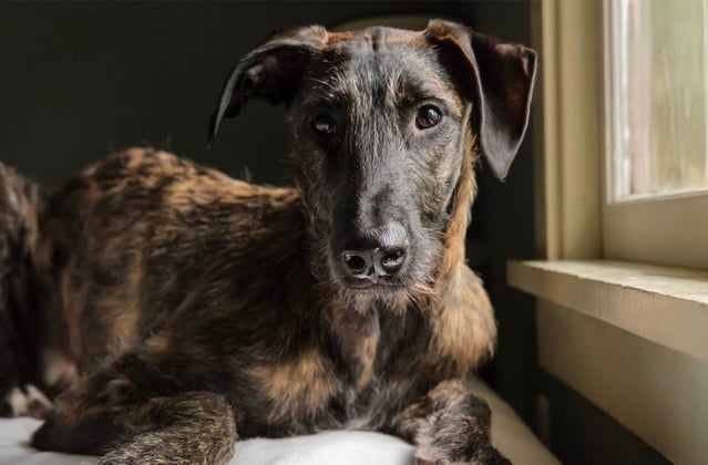 A brown Lurcher laying down.