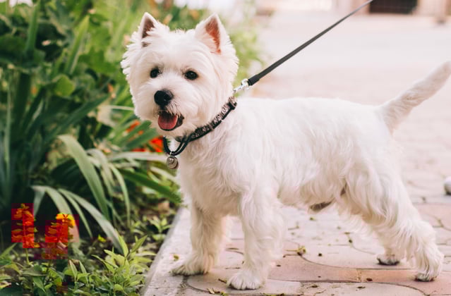 West Highland Terrier on a lead next to some flowers