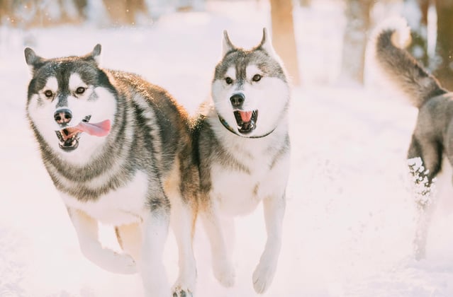 A group of siberian huskies running through snow.