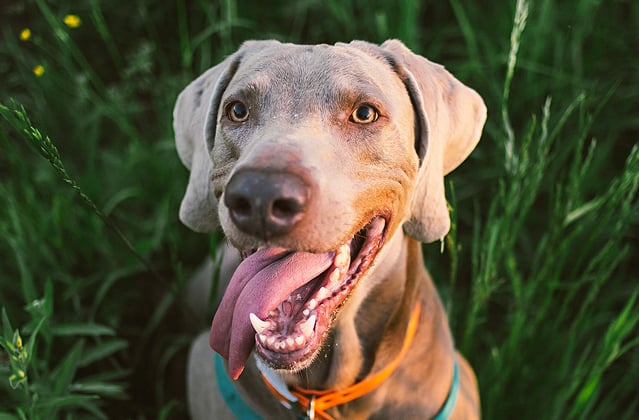 A weimaraner with its tongue out sitting between tall grass.
