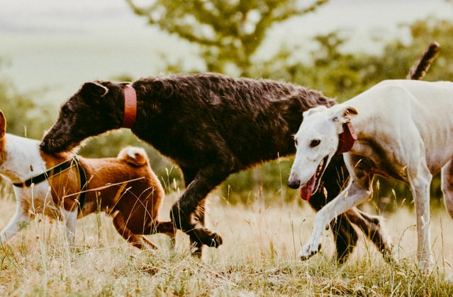A pack of dogs running through grass.