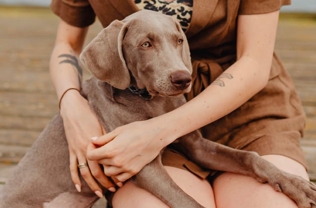 A woman holding her weimaraner on her lap.