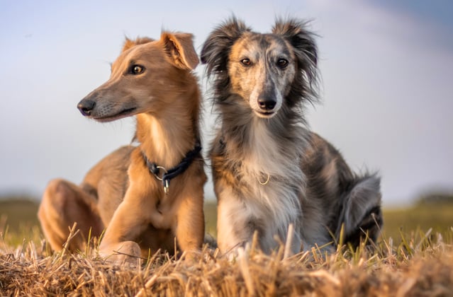 Two Lurcher's sitting in a field.