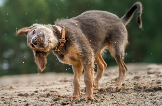 A lurcher puppy shaking off water.