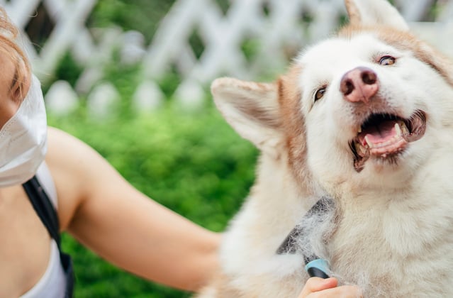 A siberian husky being brushed.