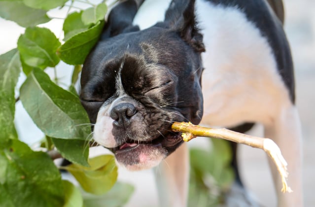 A boston terrier carrying a big stick with leaves on it.
