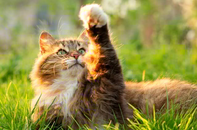 A siberian cat pawing the air.