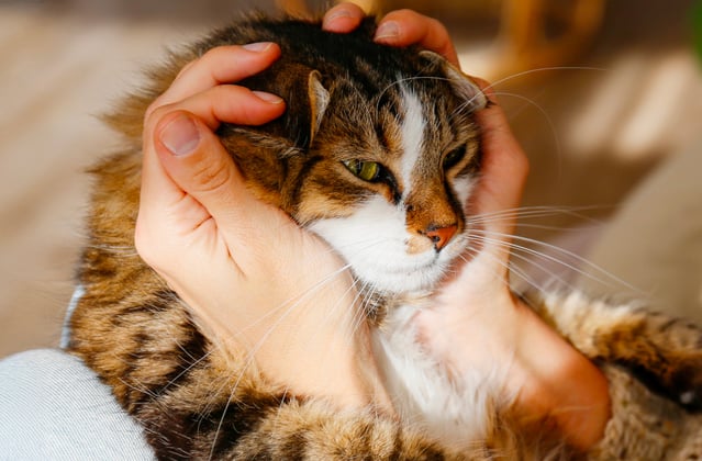 A siberian cat with its head cupped in its owners hands.