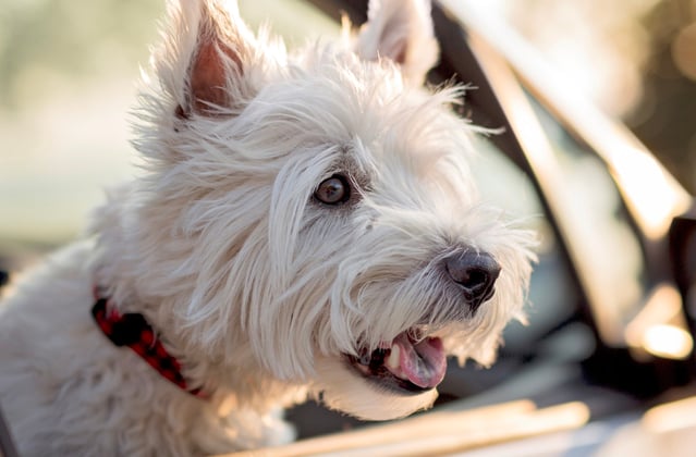 West Highland White Terrier with head out of car window 