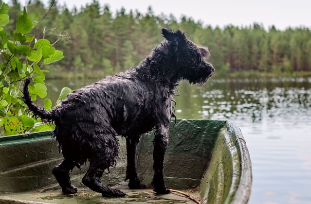 A miniature schnauzer on a boat looking out at a lake.