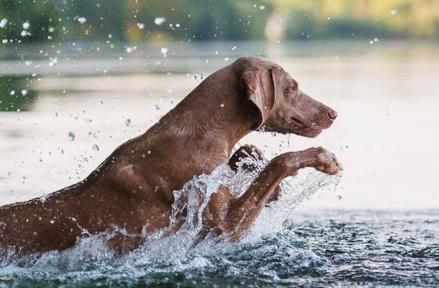 A weimaraner splashing through a lake.