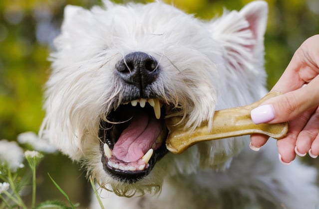Westie chewing a dog chew in a field of flowers