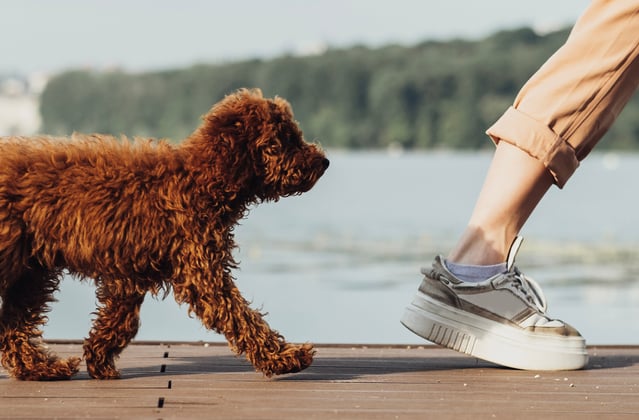 A brown Poodle puppy walking behind his owner.