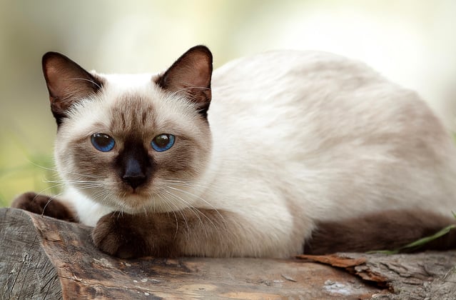 A Siamese cat laying down on a log.