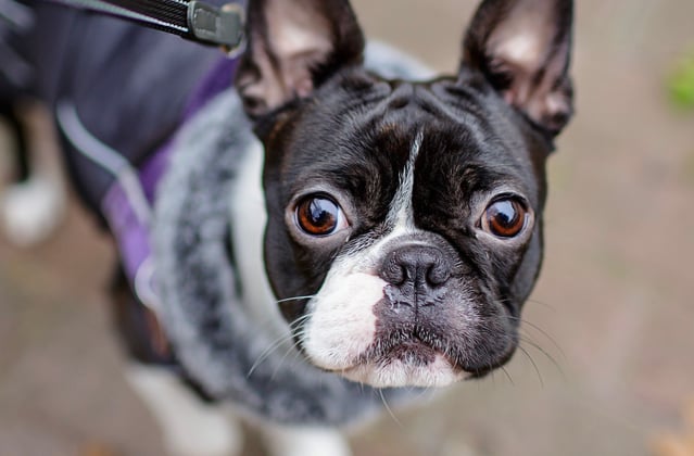A boston terrier in a purple jacket looking up at the camera.
