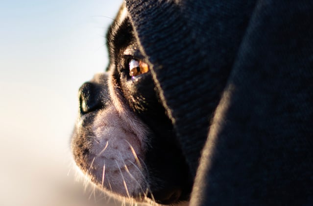 A boston terrier under a blanket looking out into the sunset.