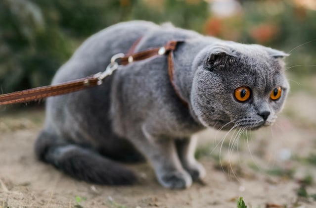 A grey scottish fold on a lead.
