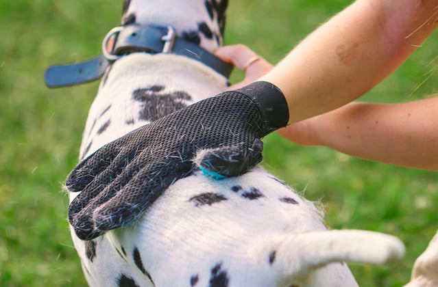 Dalmatian being groomed with a grooming glove