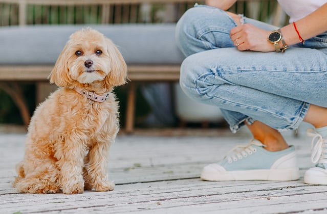 A maltipoo sitting next to her owner who is crouched down.