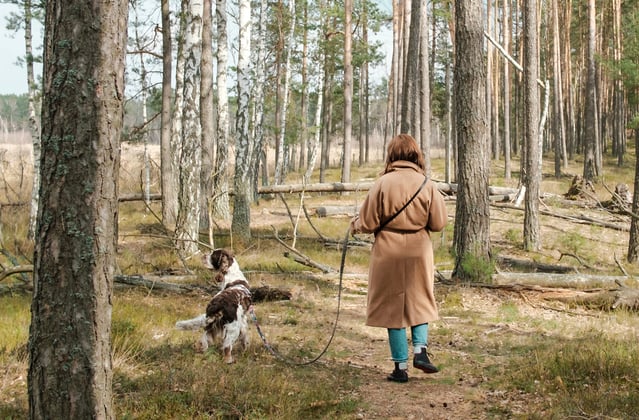 A woman walking through the woods with her english springer spaniel.