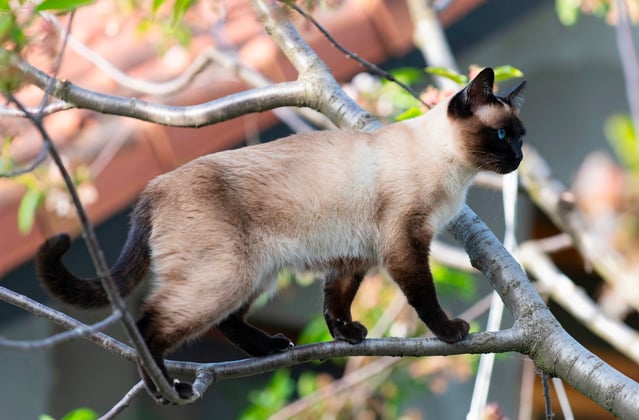 A Siamese cat climbing a tree and walking along a branch.