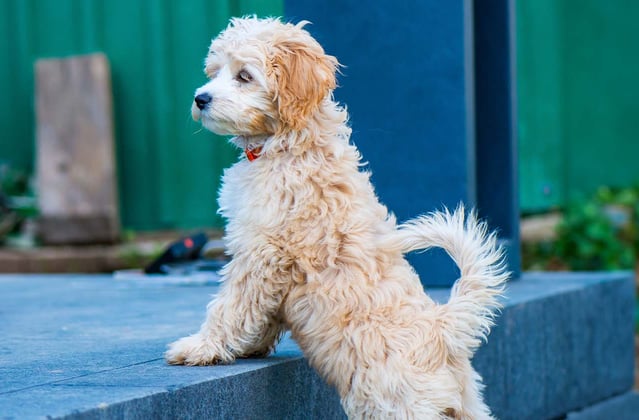 A young cockapoo looking over a step