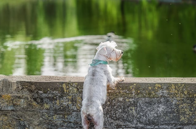 White Miniature Schnauzer looking over a wall into a pond