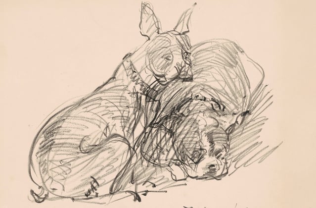 A historic drawing of a border terrier.