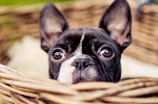 A boston terrier in a whicker basket.