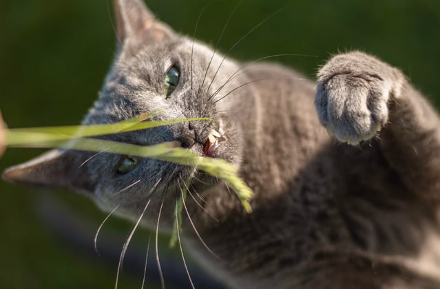 A russian blue trying to chew a blade of grass.