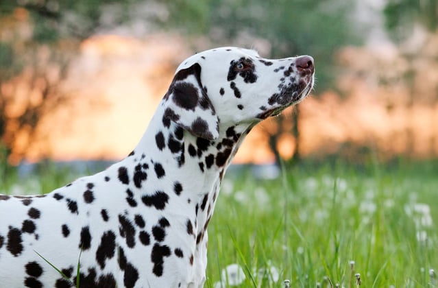 Dalmatian looking up standing in grass