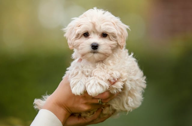 A hand holding a white puppy maltipoo.