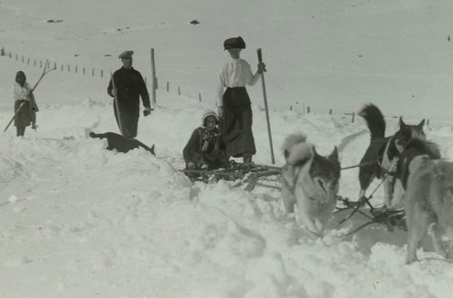 A historic photo of siberian huskies walking through snow.