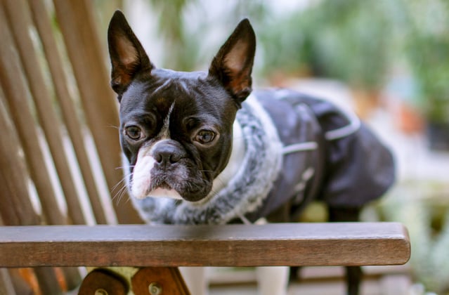 A boston terrier on a brown garden chair.