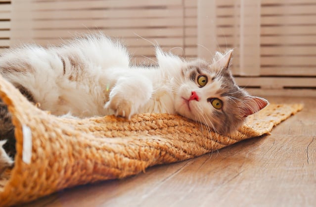 A siberian cat rolling around on a whicker mat.