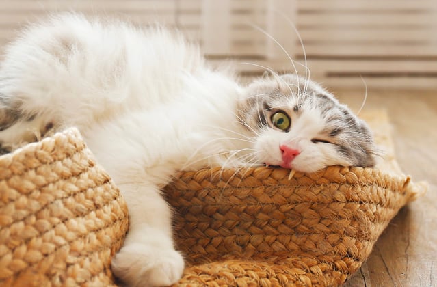 A siberian cat chewing on the edge of a whicker mat.