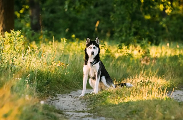 A siberian husky sitting on a path in a park at dusk.