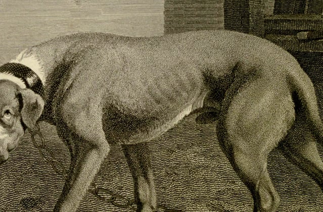 A historic painting of a boxer dog.