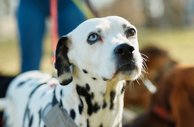 Dalmatian standing outside
