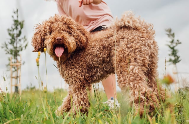A brown maltipoo standing in grass.