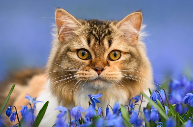 A siberian cat sitting among deep purple flowers.