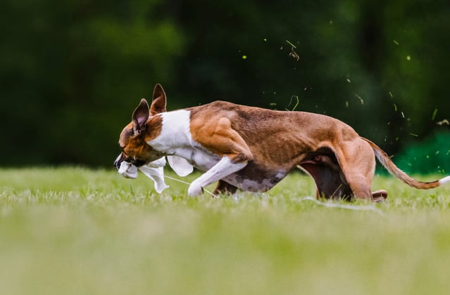 A lurcher leaping through the air.