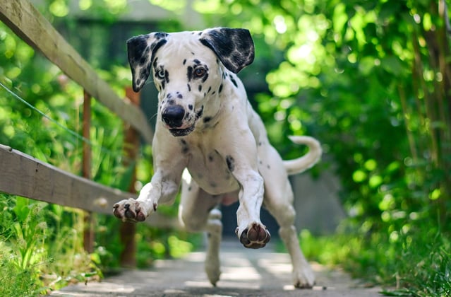 Dalmatian puppy running through a forest path
